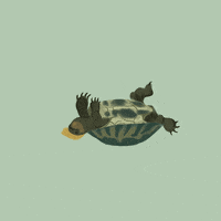 Paintedplaces trump donald trump turtle loser GIF