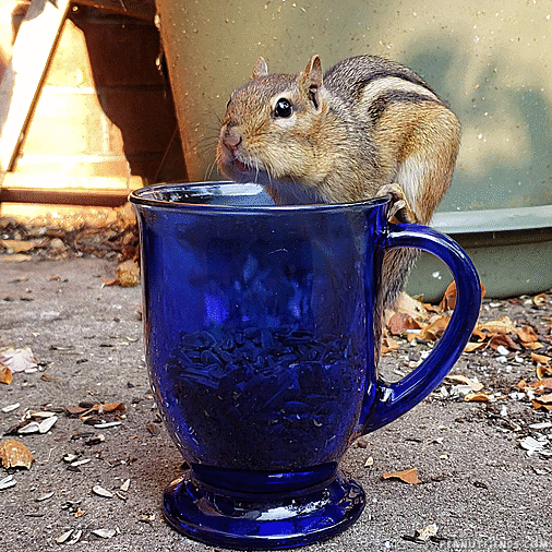 mug chipmunk GIF