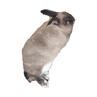 rabbit STICKER by imoji