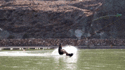Wake Wakeboard GIF by Julia Rick