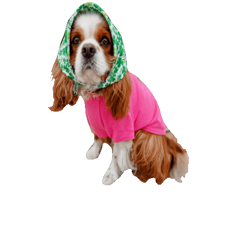 Dogs Sticker