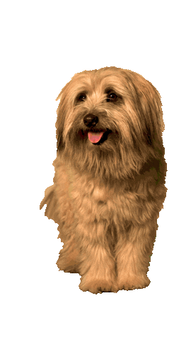 Dog Ball Sticker by Zurich Schweiz
