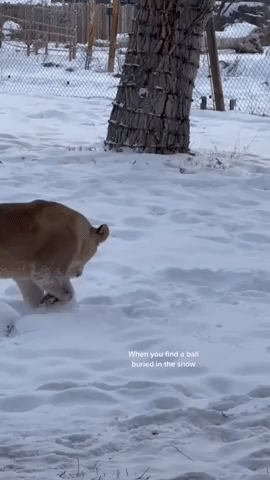 'Just Like House Cats': Lion in Utah Zoo Plays with Ball in the Snow