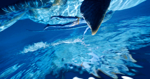 insight1 giphyupload GIF