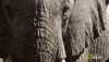 Nat Geo Wild Elephant GIF by Savage Kingdom