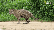 Jaguar Savage Kingdom GIF by Nat Geo Wild