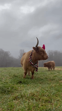 Highland Cow Gets Into Holiday Spirit