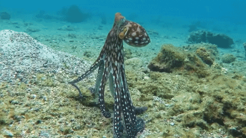 AnimalsForYou giphyupload octopus GIF