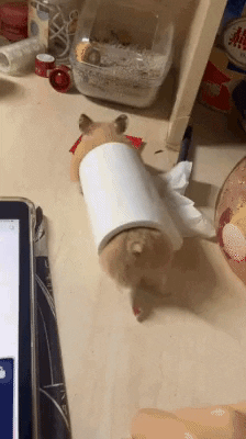cuteanimalland giphyupload GIF