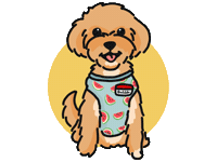 Cavapoo Sticker