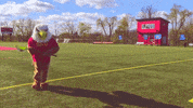setonhilluniversity griffins seton hill seton hill university go griffins GIF