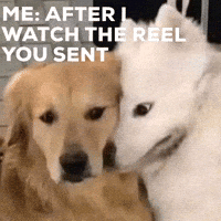 Angry Dog GIF