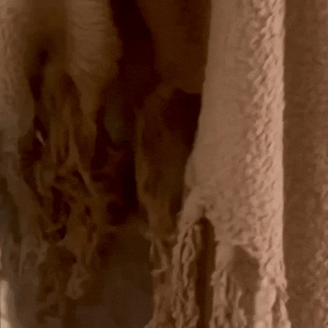 Peek A Boo Cat GIF by bobercreative