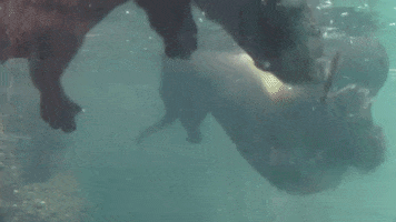 OaklandZoo fun play pool leaf GIF