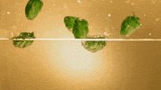 cervejaimperio beer cerveja imperio breja GIF