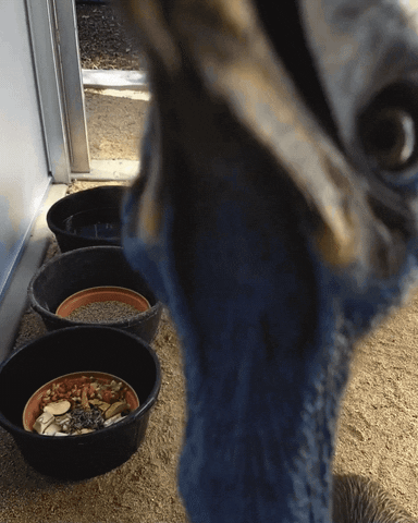 feed me eating GIF by San Diego Zoo