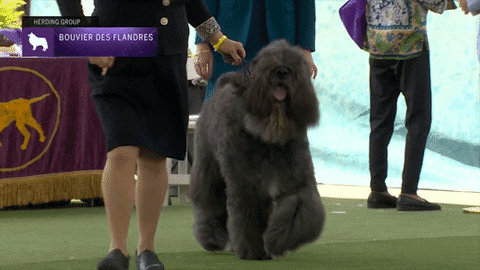 Dogs Bouvier GIF by Westminster Kennel Club