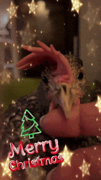 Feliz Navidad Christmas GIF