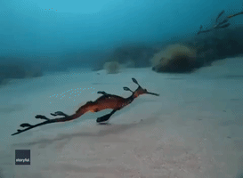 Colorful Seadragons Take Different Approaches to Feeding