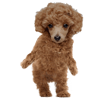 dog dab Sticker by MISO PUP