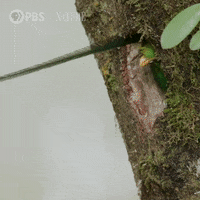 Pbs Nature Bird GIF by Nature on PBS