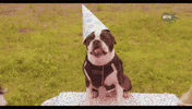 Happy Birthday Dog GIF