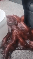 Oregon Fishermen Struggle to Release Giant Pacific Octopus Caught in Crab Pot