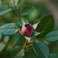 Blooming Rose Bud GIF by Maryanne Chisholm - MCArtist