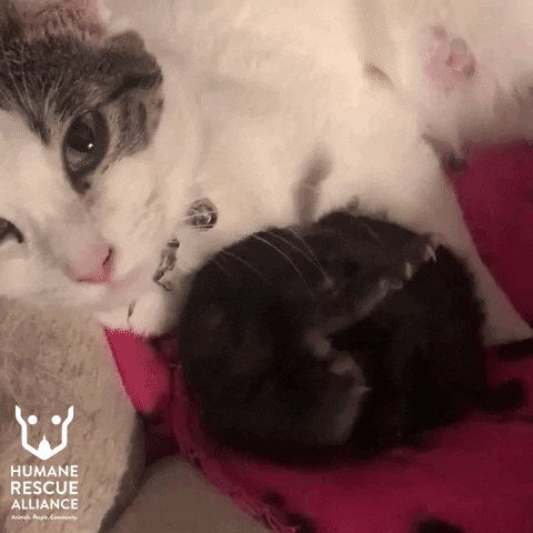 kitten love GIF by Humane Rescue Alliance