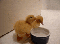 Cup Duck GIF