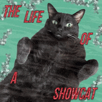 Taylor Swift Cat GIF