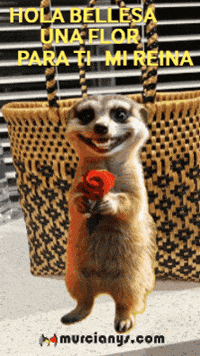 Para Ti Feliz GIF by Murcianys LLC