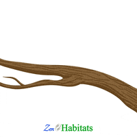 zenhabitats snake reptile boa snakes GIF