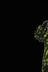 hopfendrescher narren fasend hopfedrescher GIF