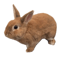 betterlifeforbunnies new post bunny rabbit cookie Sticker