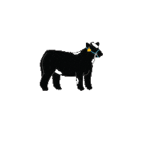 nestatefair cow fair ne showing Sticker