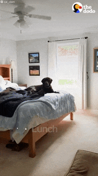 Dogs GIF by The Dodo