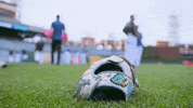 BlueHens baseball ncaa glove bsb GIF