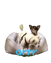 아르르 Sticker by arrr_official