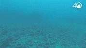 Environment Osborne GIF by 4ocean