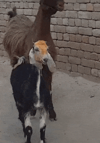 Animal Reactions GIF by giphydiscovery