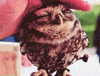 Bird Watching GIF