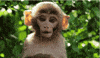 monkeys GIF