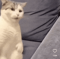 Dance Cat GIF