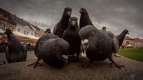 Gang Pigeon GIF