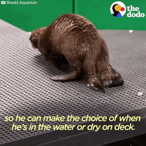 sea otters GIF by The Dodo