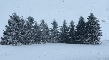 Snow Blankets Trees as Winter Storm Sweeps Through Ohio