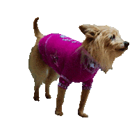 The Stranger Dog Sticker by The Roku Channel