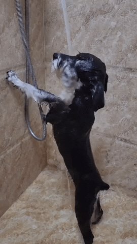 cuteanimalland giphyupload GIF