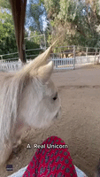 Miniature Horse Looks Straight Out of a Fairytale Thanks to Unicorn Hairdo